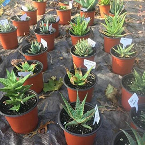 T-Type Plant Labels