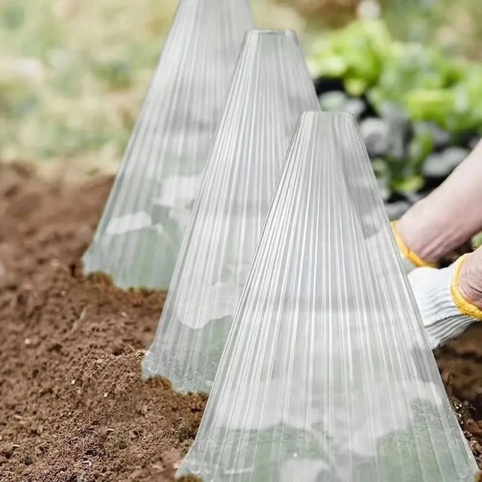 Seedling Protection Covers (10 Pack)